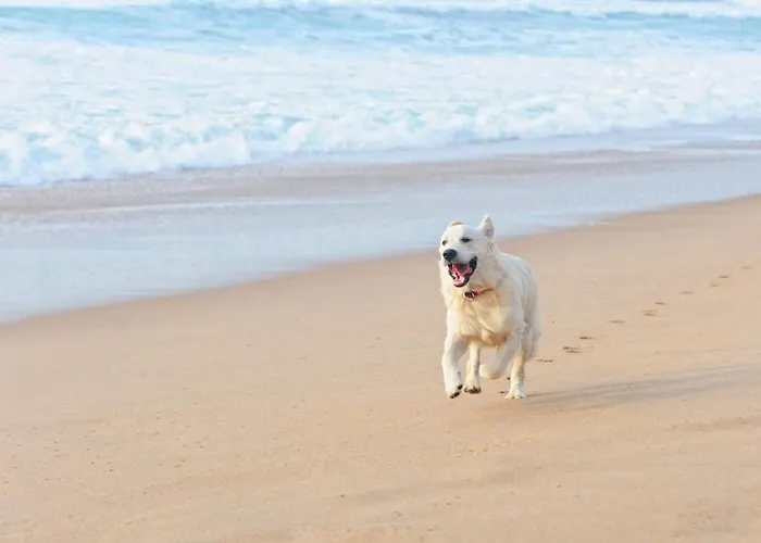 Boutique At The Zandvoort